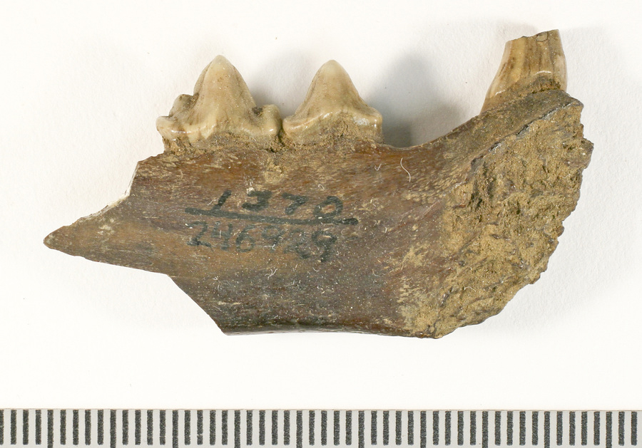 Fossil lower jaw of Lynx rufus (bobcat)