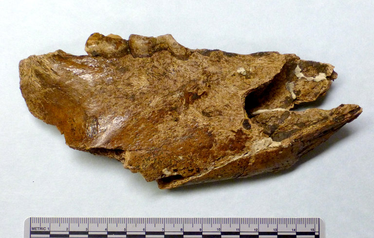 Fragment of Short faced bear lower jaw