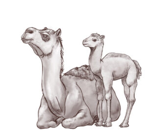 Camelops hesternus illustration