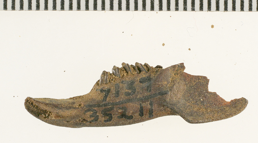 Fossil of cottontail rabbit jaw fragment