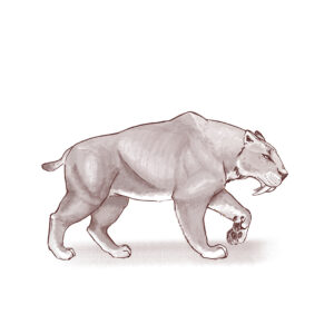 Smilodon illustration