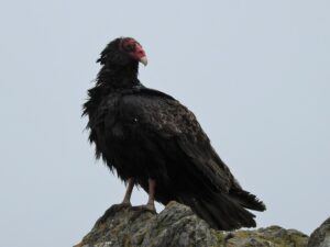 Image of turkey vulture