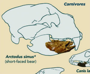 crop skull diagram