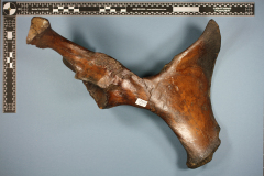 18.-Equus-pelvic-bone-287487