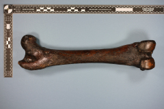 23.-Smilodon-californicus-left-femur-246969_2
