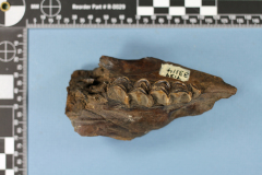 6.-Hemiauchenia-macrocephala-camel-max_dentary-with-teeth-33114